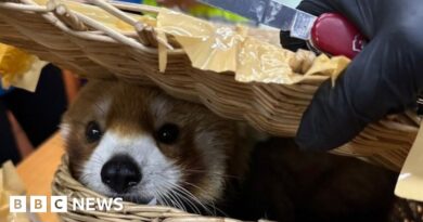 Red panda found in luggage at Bangkok airport