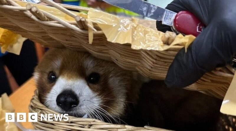 Red panda found in luggage at Bangkok airport