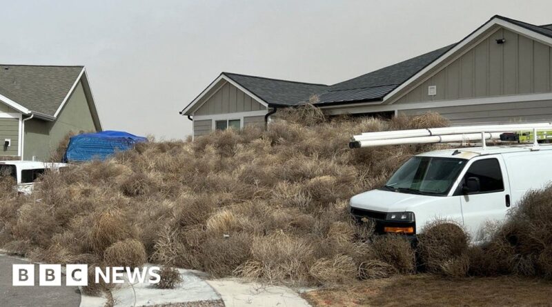 Watch: Tumbleweed invasion engulfs US streets