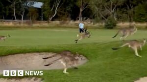 'Stampede' of kangaroos invade Melbourne golf course