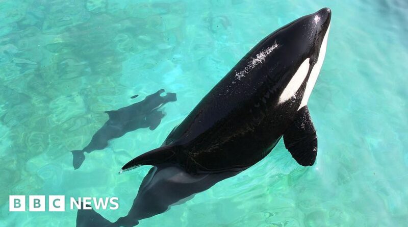 Home needed for two killer whales stuck in shuttered zoo