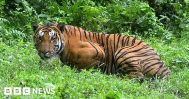 Assam: Village mob kills Royal Bengal tiger in India's north east
