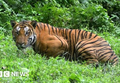 Assam: Village mob kills Royal Bengal tiger in India's north east
