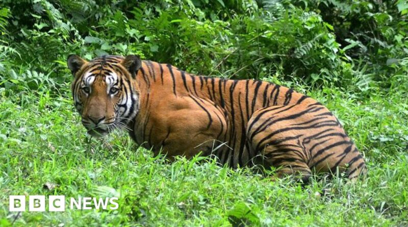 Assam: Village mob kills Royal Bengal tiger in India's north east