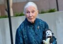 Jane Goodall, 91, on being objectified early in her career: 'If my legs were getting me the money, thank you legs'