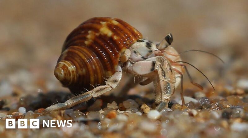 Japan: Three men held over suitcases stuffed with hermit crabs