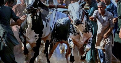 Photos: Bull racing draws crowds in rural areas of cricket-loving Pakistan