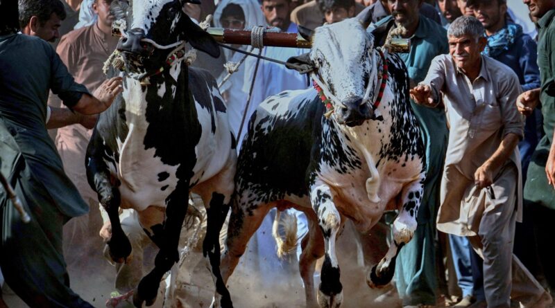 Photos: Bull racing draws crowds in rural areas of cricket-loving Pakistan
