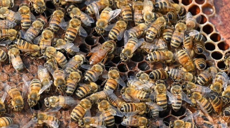 Truck accident unleashes 250 million honeybees in northwestern US