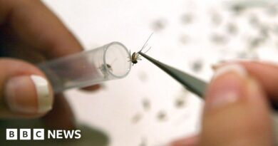 West Nile virus detected in UK mosquitoes for first time