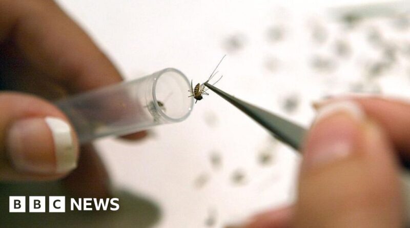 West Nile virus detected in UK mosquitoes for first time