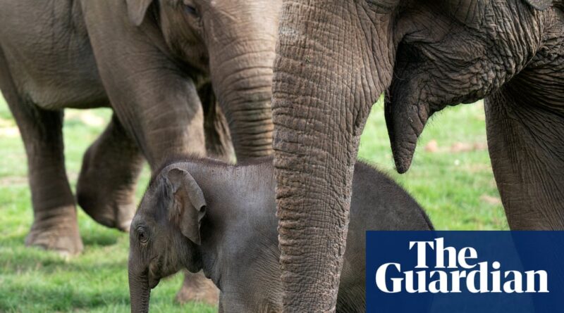 Zoo welfare standards for Britain get first update since 2012