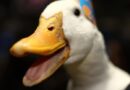 Aflac Data Breach By Scattered Spider Hackers Is No Quacking Matter