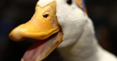 Aflac Data Breach By Scattered Spider Hackers Is No Quacking Matter