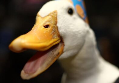 Aflac Data Breach By Scattered Spider Hackers Is No Quacking Matter