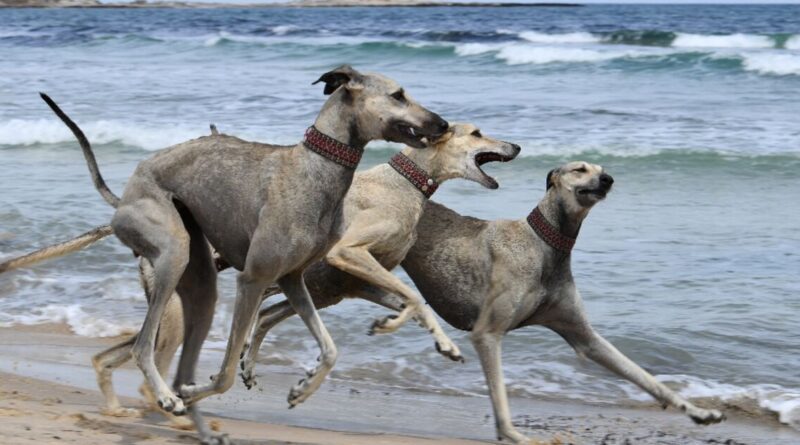 Dying breed: Tunisian dog lovers push to save age-old desert hound