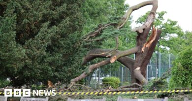 Girl, 7, dies after tree falls in Southend's Chalkwell Park