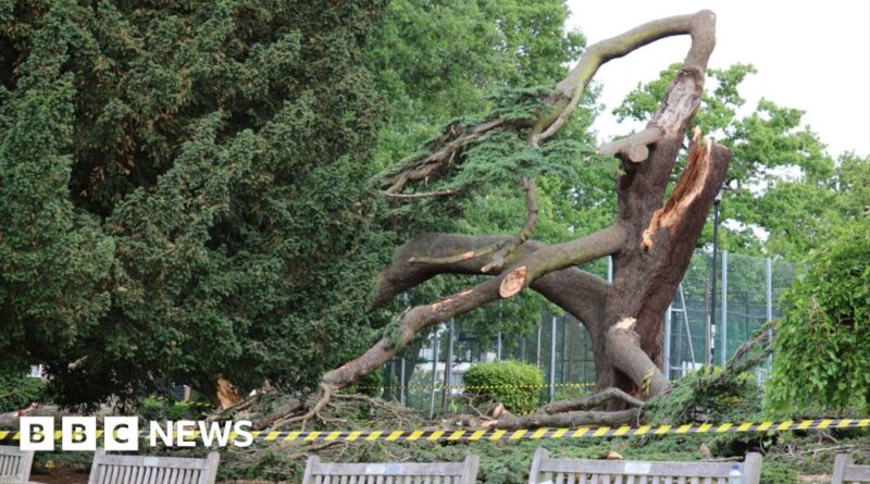 Girl, 7, dies after tree falls in Southend's Chalkwell Park
