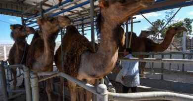In Tunisia's arid south, camel milk offers hope for economic gain