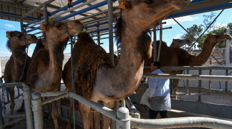 In Tunisia's arid south, camel milk offers hope for economic gain