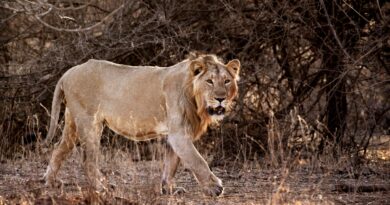 India’s lion numbers soar: Why are some conservationists worried?