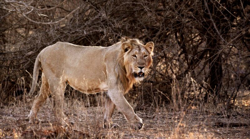 India’s lion numbers soar: Why are some conservationists worried?