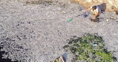 Iraq probes fish die-off in southern marshes