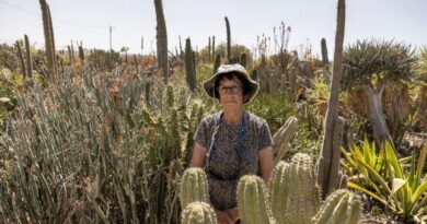 Israeli farmers revive tequila project cut short by Oct 7 attack