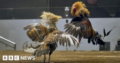 Philippines cockfighting: Search for 34 missing gamblers points to Taal lake
