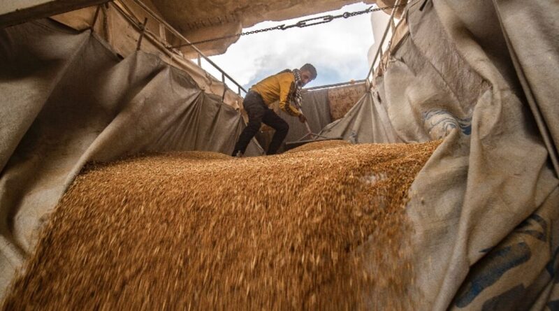 Syria's wheat war: drought fuels food crisis for 16 million