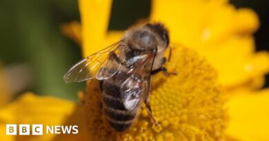 Bee attack injures several dozen in Aurillac, France