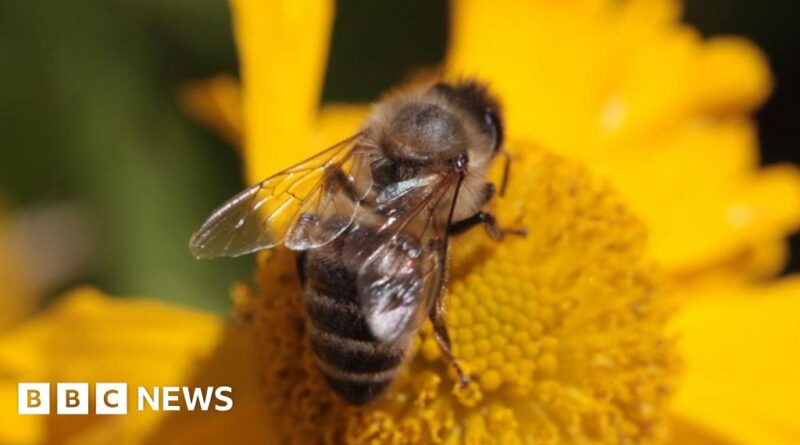 Bee attack injures several dozen in Aurillac, France