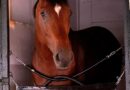 Haskell Stakes A Potentia;l Gateway To Glory