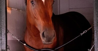 Haskell Stakes A Potentia;l Gateway To Glory