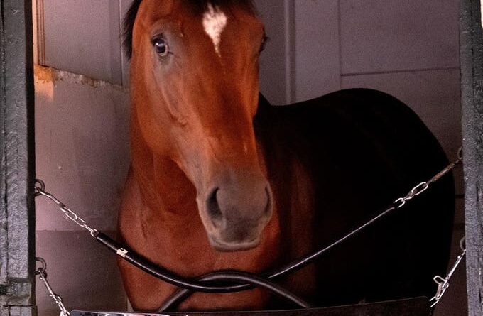 Haskell Stakes A Potentia;l Gateway To Glory