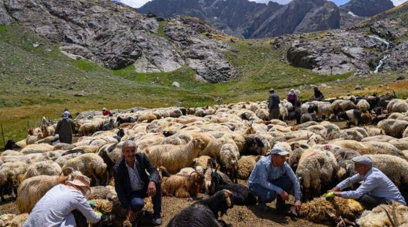 Kurdish farmers return to mountains in peace as PKK tensions calm