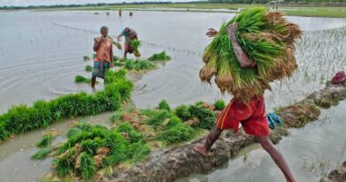 Farmers hauling rice seedlings for planting.