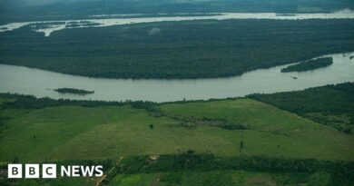 New Brazil development law risks Amazon deforestation - UN expert