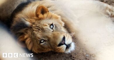 Pakistan: Pet lion's owners arrested after big cat attacks three people