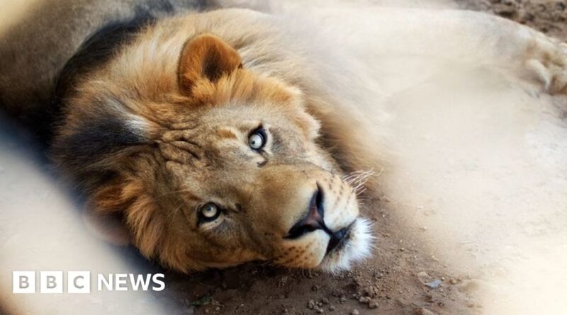 Pakistan: Pet lion's owners arrested after big cat attacks three people