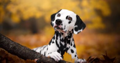 Ready-made stem cell therapies for pets could be coming | TechCrunch