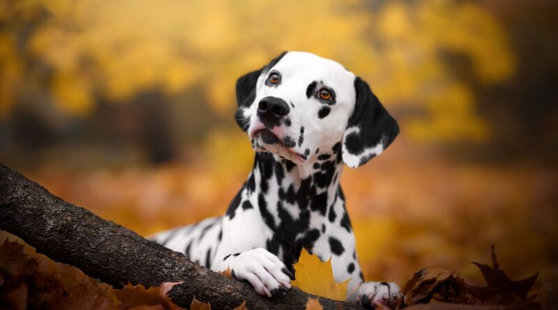 Ready-made stem cell therapies for pets could be coming | TechCrunch