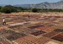 Thousands of carpets sunbathe at Turkish resort