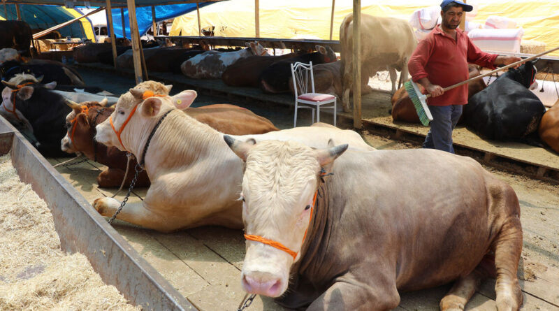 Turkey closes livestock markets amid food-and-mouth disease outbreak: What to know