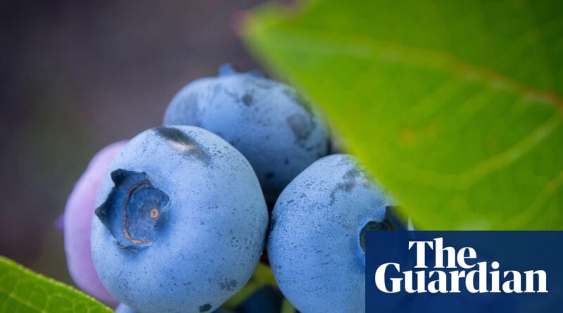 ‘Excellent size’: UK blueberry crop up nearly a quarter after warm spring