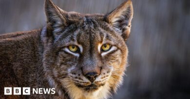 Aalborg Zoo asks for unwanted pets to feed its predators