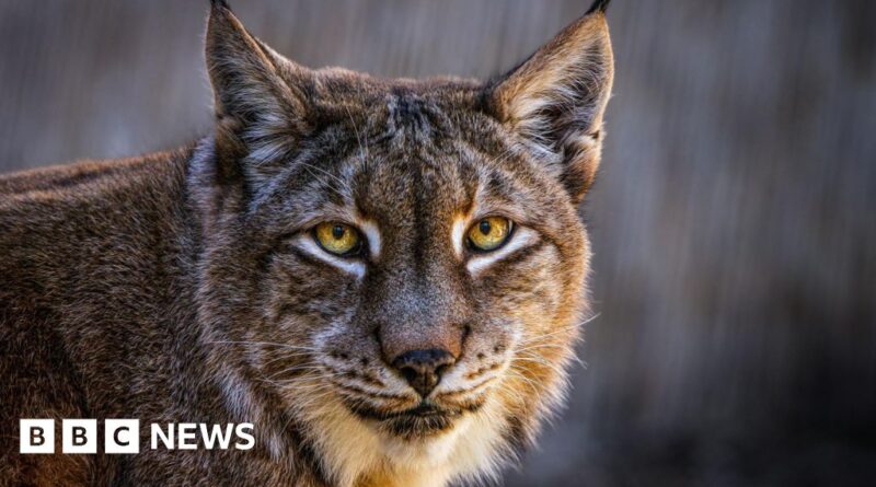 Aalborg Zoo asks for unwanted pets to feed its predators