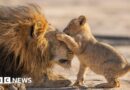 Attenborough gives 'family feels' in new show Parenthood
