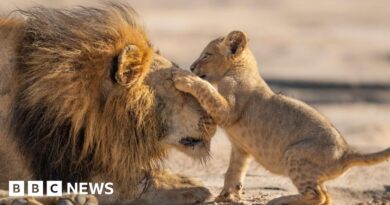 Attenborough gives 'family feels' in new show Parenthood