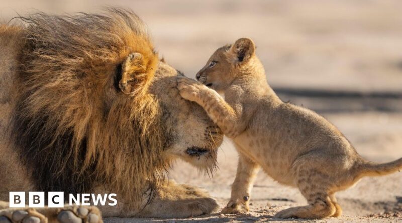 Attenborough gives 'family feels' in new show Parenthood
